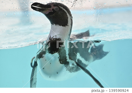 気持ち良さそうに泳ぐペンギン(フンボルトペンギン) 気持ち良さそうに泳ぐペンギン(フンボルトペンギン) 139590924
