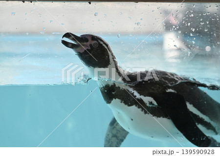 気持ち良さそうに泳ぐペンギン(フンボルトペンギン) 気持ち良さそうに泳ぐペンギン(フンボルトペンギン) 139590928