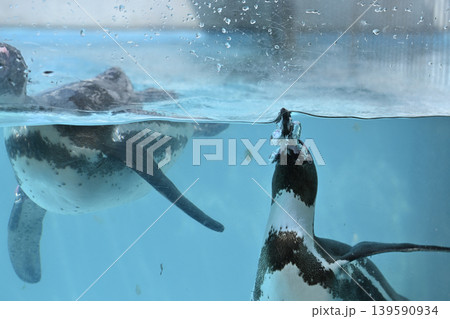 気持ち良さそうに泳ぐペンギン(フンボルトペンギン) 気持ち良さそうに泳ぐペンギン(フンボルトペンギン) 139590934