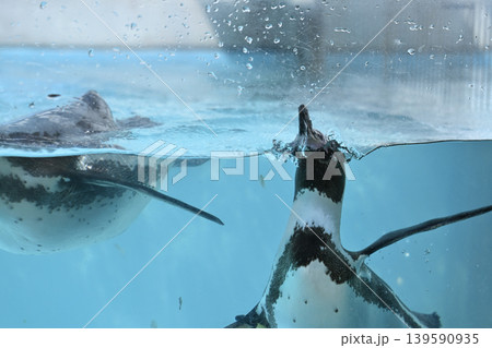 気持ち良さそうに泳ぐペンギン（フンボルトペンギン） 139590935