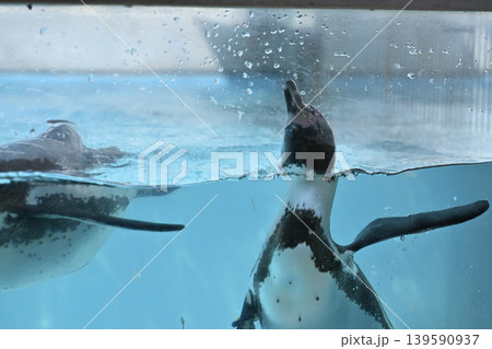 気持ち良さそうに泳ぐペンギン(フンボルトペンギン) 気持ち良さそうに泳ぐペンギン(フンボルトペンギン) 139590937