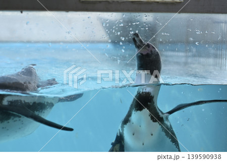 気持ち良さそうに泳ぐペンギン(フンボルトペンギン) 気持ち良さそうに泳ぐペンギン(フンボルトペンギン) 139590938