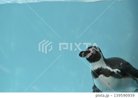 気持ち良さそうに泳ぐペンギン(フンボルトペンギン) 気持ち良さそうに泳ぐペンギン(フンボルトペンギン) 139590939