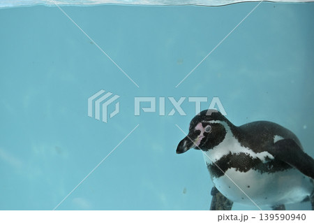気持ち良さそうに泳ぐペンギン(フンボルトペンギン) 気持ち良さそうに泳ぐペンギン(フンボルトペンギン) 139590940