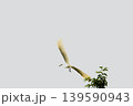 吉兆！白鷺が飛ぶ 139590943