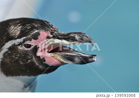 大きく口を開けるフンボルトペンギン　 139591008