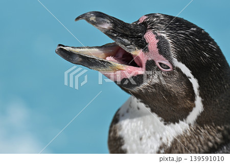 大きく口を開けるフンボルトペンギン　 139591010