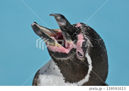 大きく口を開けるフンボルトペンギン 大きく口を開けるフンボルトペンギン 139591013
