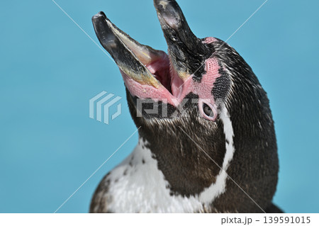大きく口を開けるフンボルトペンギン 大きく口を開けるフンボルトペンギン 139591015