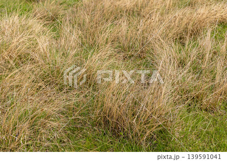dry yellow last year grass mixed with fresh green dry yellow last year grass mixed with fresh green 139591041