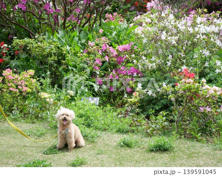 薔薇の花と白いトイプードル 139591045