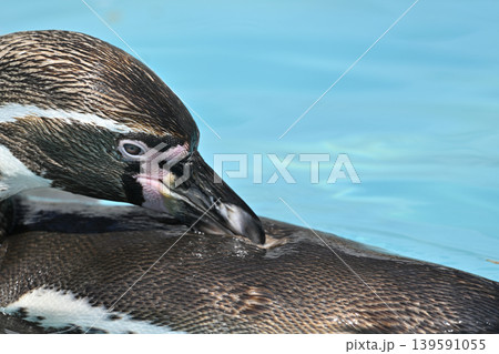 ペンギン（フンボルトペンギン）　 139591055