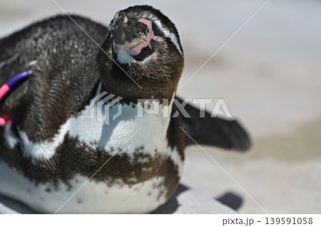 ペンギン(フンボルトペンギン) ペンギン(フンボルトペンギン) 139591058