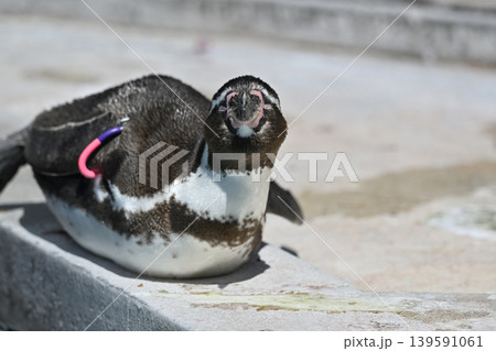 ペンギン(フンボルトペンギン) ペンギン(フンボルトペンギン) 139591061