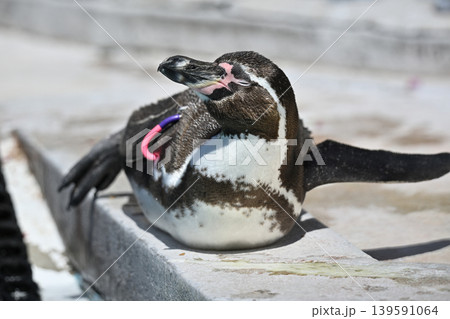 ペンギン(フンボルトペンギン) ペンギン(フンボルトペンギン) 139591064