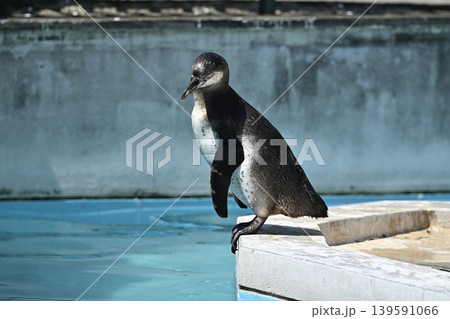 ペンギン(フンボルトペンギン) ペンギン(フンボルトペンギン) 139591066