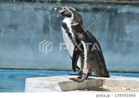 ペンギン（フンボルトペンギン）　 139591069