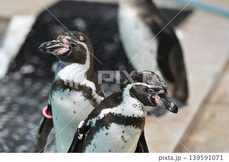 ペンギン(フンボルトペンギン) ペンギン(フンボルトペンギン) 139591071