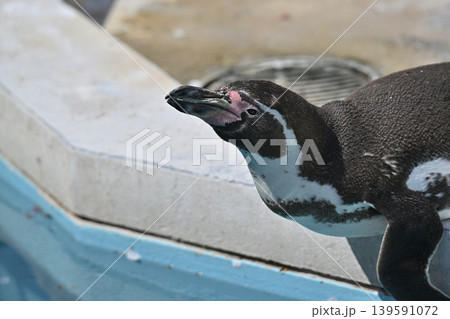 ペンギン(フンボルトペンギン) ペンギン(フンボルトペンギン) 139591072