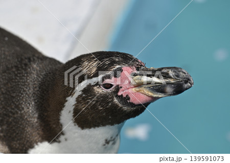 ペンギン(フンボルトペンギン) ペンギン(フンボルトペンギン) 139591073