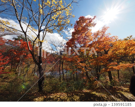 10月下旬の観音沼森林公園（福島県下郷町） 139591185