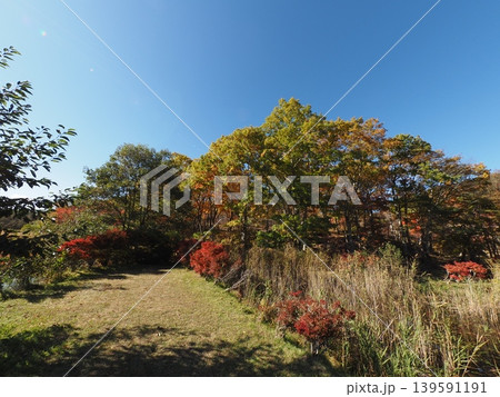 10月下旬の観音沼森林公園（福島県下郷町） 139591191