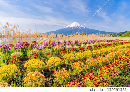 (山梨県)色とりどりの花咲く、河口湖大石公園から富士山 (山梨県)色とりどりの花咲く、河口湖大石公園から富士山 139591381