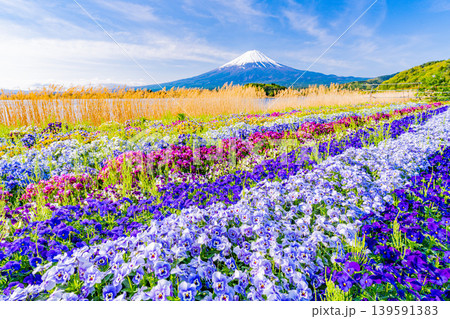 (山梨県)色とりどりの花咲く、河口湖大石公園から富士山 (山梨県)色とりどりの花咲く、河口湖大石公園から富士山 139591383