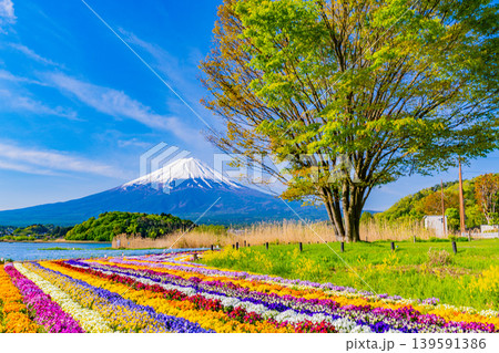 （山梨県）色とりどりの花咲く、河口湖大石公園から富士山 139591386