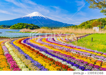 （山梨県）色とりどりの花咲く、河口湖大石公園から富士山 139591388