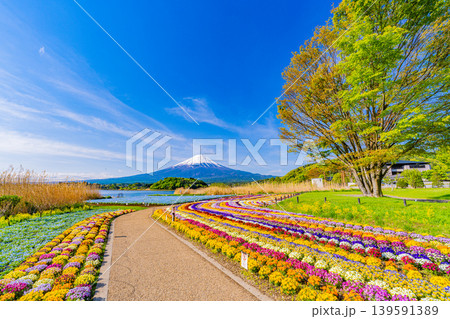 (山梨県)色とりどりの花咲く、河口湖大石公園から富士山 (山梨県)色とりどりの花咲く、河口湖大石公園から富士山 139591389