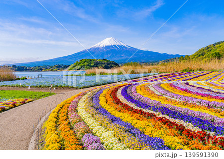 (山梨県)色とりどりの花咲く、河口湖大石公園から富士山 (山梨県)色とりどりの花咲く、河口湖大石公園から富士山 139591390