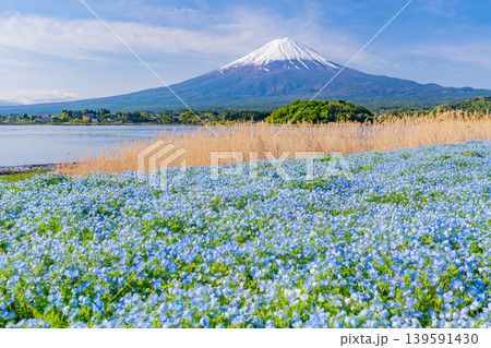 (山梨県)一面ブルーのネモフィラ咲く河口湖大石公園から富士山 (山梨県)一面ブルーのネモフィラ咲く河口湖大石公園から富士山 139591430