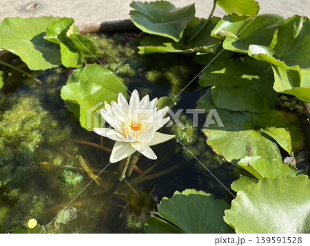 白い睡蓮が咲くタイ寺院の池 白い睡蓮が咲くタイ寺院の池 139591528