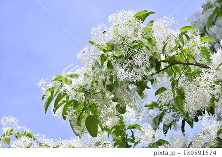 満開のなんじゃもんじゃの花と爽やかな春の空(ヒトツバダコ) 満開のなんじゃもんじゃの花と爽やかな春の空(ヒトツバダコ) 139591574