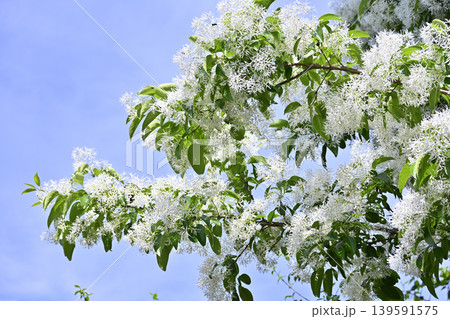 満開のなんじゃもんじゃの花と爽やかな春の空(ヒトツバダコ) 満開のなんじゃもんじゃの花と爽やかな春の空(ヒトツバダコ) 139591575