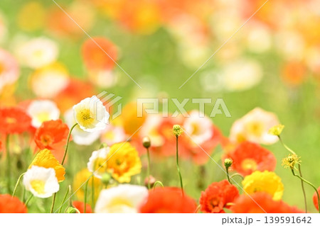 カラフルなポピーの花 カラフルなポピーの花 139591642
