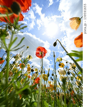 青空に伸びるなポピーの花 青空に伸びるなポピーの花 139591655
