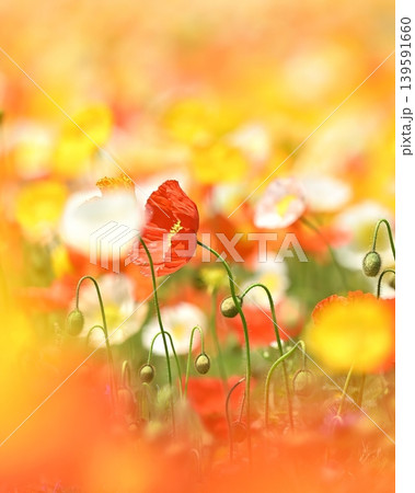 カラフルなポピーの花 139591660