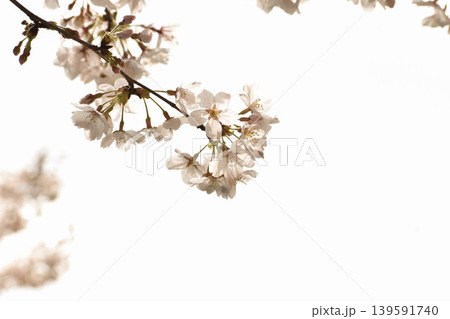 白い桜の花 白い桜の花 139591740