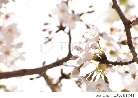 白い桜の花 白い桜の花 139591741