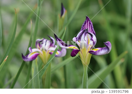 花姿からのネーミングがぴったりの鷹の爪 花姿からのネーミングがぴったりの鷹の爪 139591796