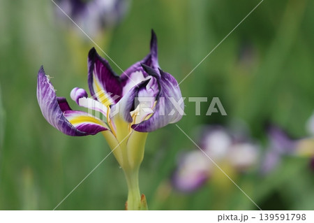 ネーミングもユニークな花菖蒲 ネーミングもユニークな花菖蒲 139591798
