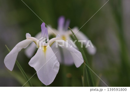 淡い色調が上品な花菖蒲つまべに 139591800