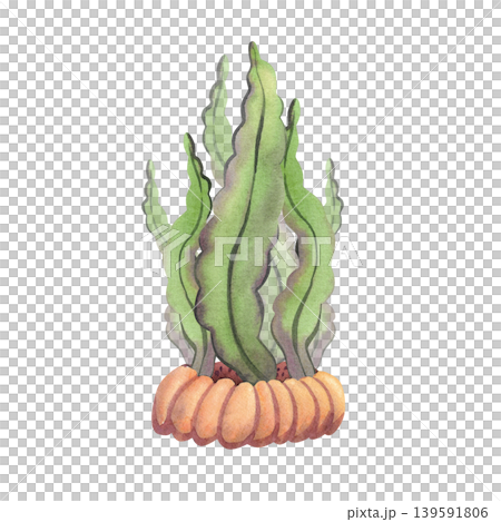 Green algae, watercolor illustration, isolated. Hand-drawn underwater marine plants for design, cards, and prints. Green algae, watercolor illustration, isolated. Hand-drawn underwater marine plants for design, cards, and prints. 139591806