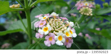 Close up of pink and white lantana flowers in bloom. 139592023