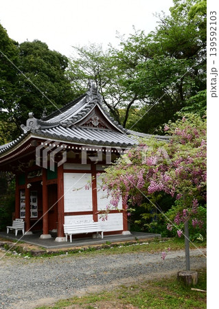 大江寺の門とダルマフジ 139592103