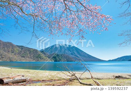 栃木県日光市 千手ヶ浜から見る満開の山桜と男体山と中禅寺湖 栃木県日光市 千手ヶ浜から見る満開の山桜と男体山と中禅寺湖 139592237