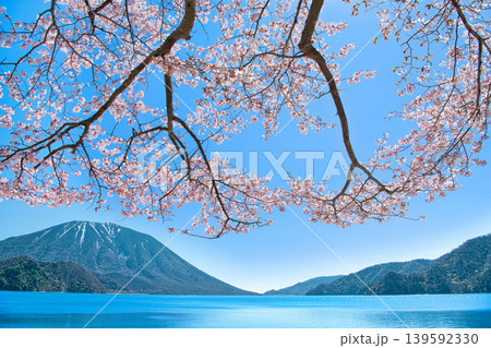 栃木県日光市 千手ヶ浜から見る満開の山桜と男体山と中禅寺湖 栃木県日光市 千手ヶ浜から見る満開の山桜と男体山と中禅寺湖 139592330