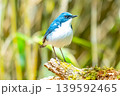 幸せの青い鳥 139592465